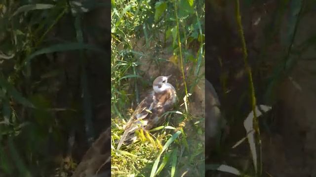 Гагара? - Борковский карьер 3, Рязанская область смотреть онлайн