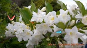 Вейгела цветущая Сноуфлейк (weigela florida) ? обзор: как сажать, саженцы вейгелы Сноуфлейк
