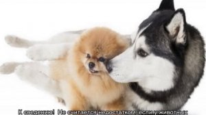 Помски (собака): описание породы, характер