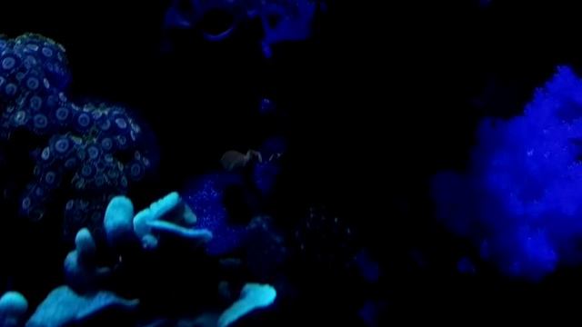 Дискосома золотистая флуоресцентная смотреть онлайн