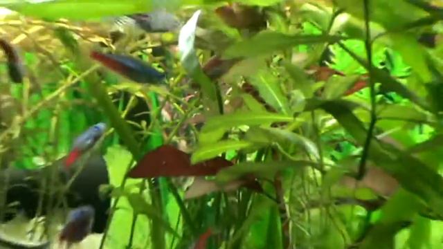 аквариум на 220 литров смотреть онлайн