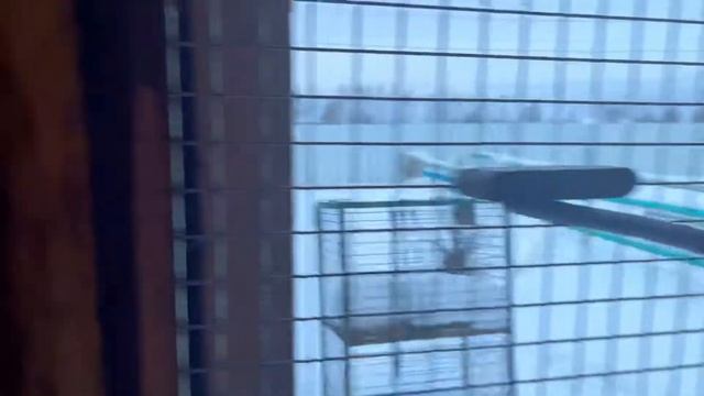 Уход за вороном смотреть онлайн