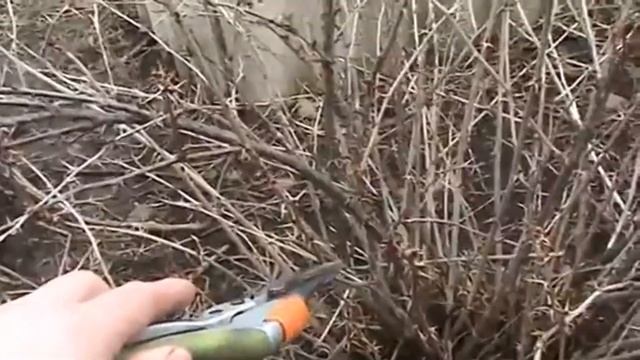 Обрезка крыжовника. Детальный обзор смотреть онлайн