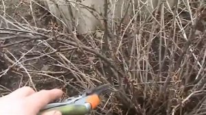 Обрезка крыжовника. Детальный обзор
