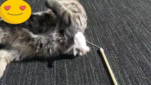 Котики? смотреть онлайн