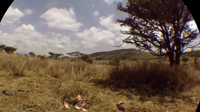 VIRRY SAFARI VR EXPERIENCE WITH JESS!!!!! Pt 2 смотреть онлайн
