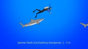 78 Living Sharks - Animated Size Comparison - What is the biggest shark?