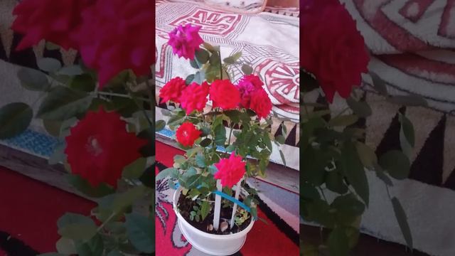 Красотка! С добрым утром! 🌷❤️❤️💕🌺🌺🌺💐💐