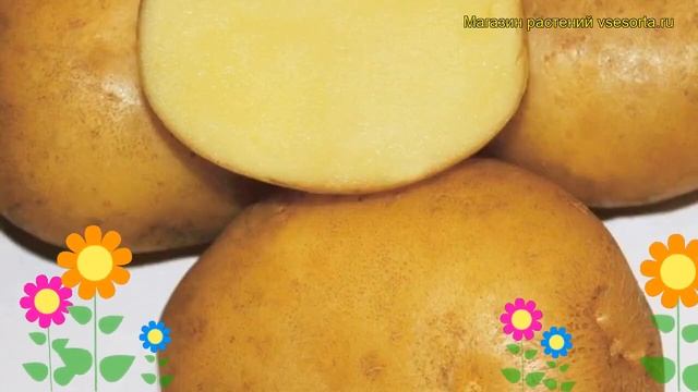 Картофель семенной Метеор. Краткий обзор, описание характеристик, где купить картофель смотреть онлайн