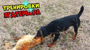 На что способен ЯГДТЕРЬЕР#ягдтерьер