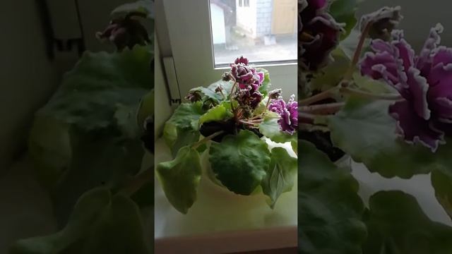 Фиалка Ле-Шато Брион смотреть онлайн