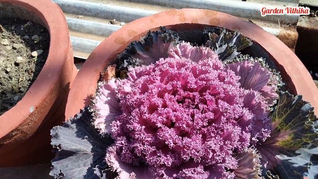 1 महीने से 2 महीने तक खिले रहने वाले सर्दियों के फूल/Winter Season Flowers Plants in India смотреть онлайн