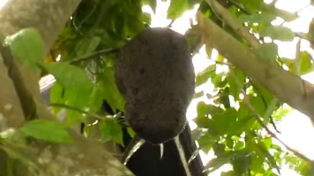 Малая индийская пчела смотреть онлайн