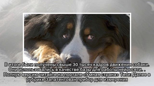 Нейросеть научили понимать собак смотреть онлайн