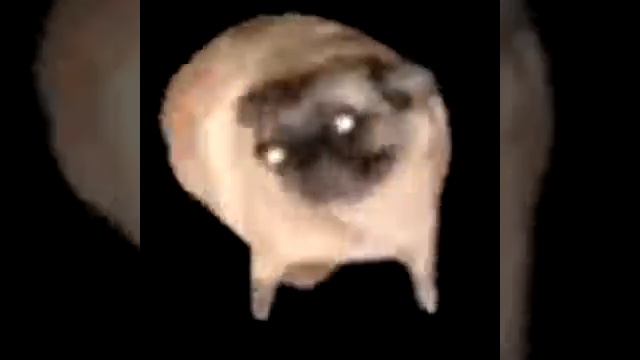 Мопс флексит под УКРАИНСКОЕ САЛО 10 ЧАСОВ смотреть онлайн