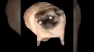 Мопс флексит под УКРАИНСКОЕ САЛО 10 ЧАСОВ