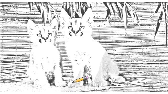 Auto Draw 2: Caracals смотреть онлайн