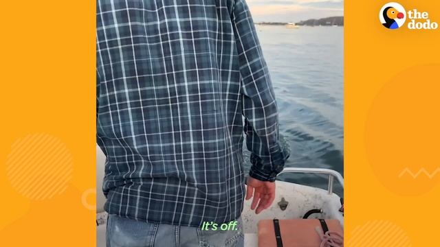 Guy Jumps Into Ice Water To Save Deer With Bucket Stuck On Her Head | The Dodo смотреть онлайн