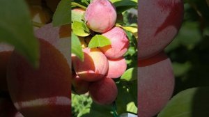Слива «Узюк»?, невероятно вкусная?, вес 18-25 гр, ранее плодоношение, высокая урожайность ?