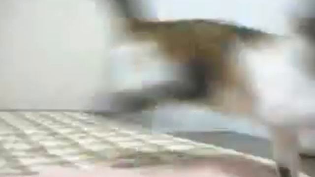 mike tora diary 2006-10-09 смотреть онлайн