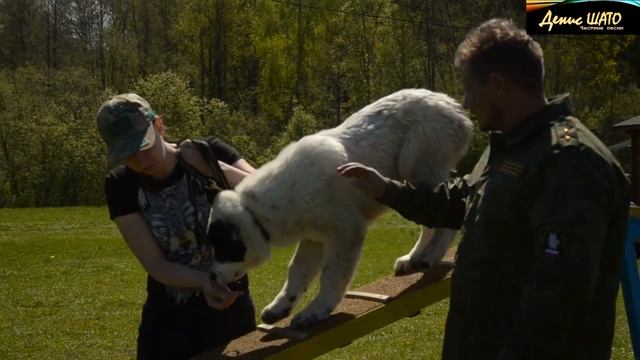 Кинологам, собаководам, любителям собак и животных посвящается песня о верных друзьях смотреть онлайн