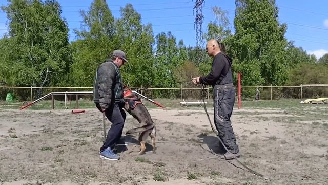 Кросс тренинг в г. Новосибирск май 2023 с Алексеем Брейкиным. Немецкая овчарка Мега смотреть онлайн