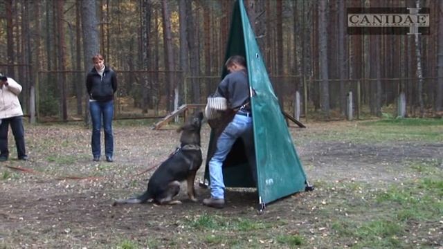 Дрессировка собак/Дрессировка/Кусачка