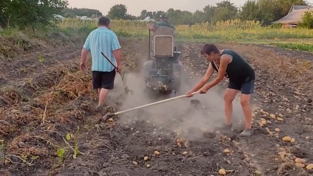 Копание картофеля мотоблоком смотреть онлайн