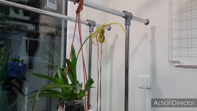 Фрагмипедиум- Fragmipedium humboldtii-Прекрасный Усач😉 смотреть онлайн