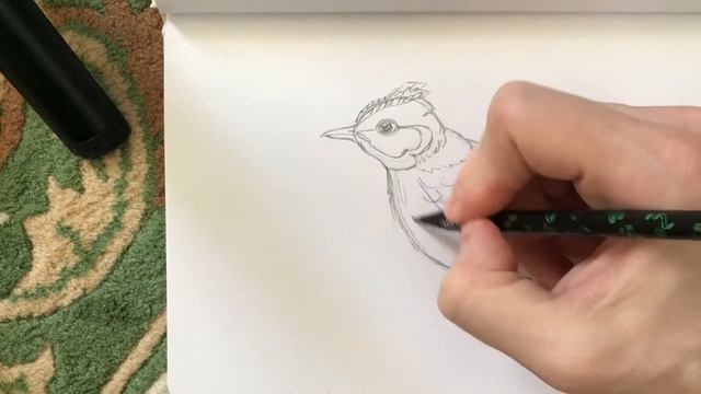 Как нарисовать птицу карандашом | Жаворонок смотреть онлайн