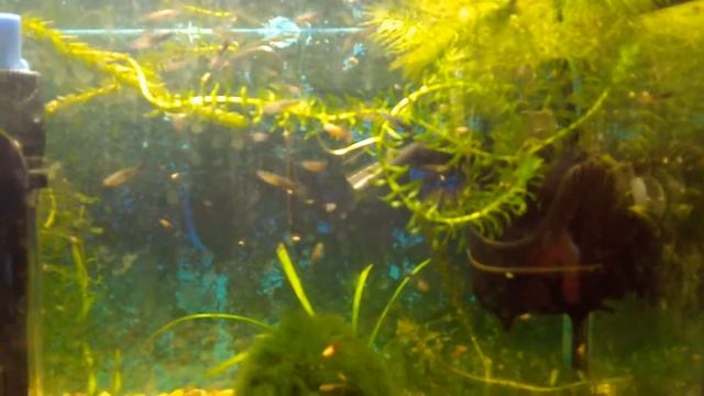 Гуппи чёрный принц (мальки)