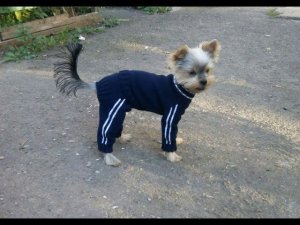 Комбинезон на вязальной машине для собак и кошек. Расчеты выкройки.