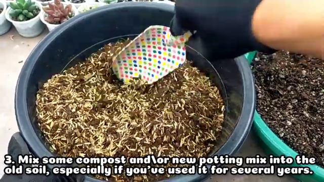 How To Reuse Old Potting Soil For Succulents And Plants?  || 4 Easy Ways 다육식물 | 多肉植物 | Suculentas