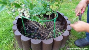 Голубика - летняя обрезка самая правильная, она помогает увеличить урожай.