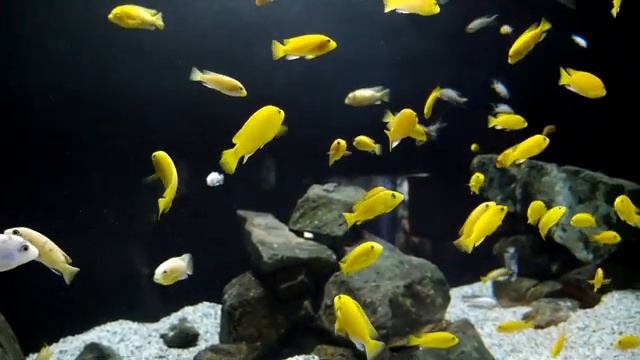 Нежный и крепкий СОН! Глубокий релакс и успокоение нервной системы. Расслабляющая музыка смотреть онлайн