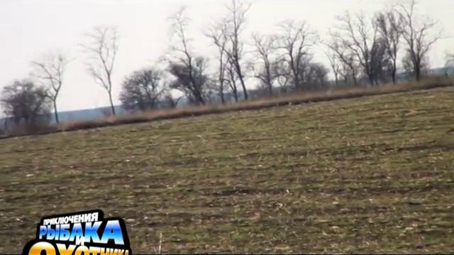 Охота на зайца в Арцизском районе Одесской области