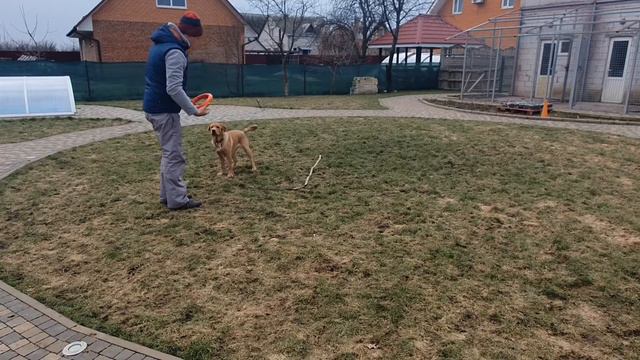 Jessica Labrador 6 months - 16th day of training смотреть онлайн