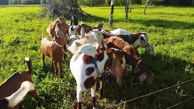 Козы на прогулке