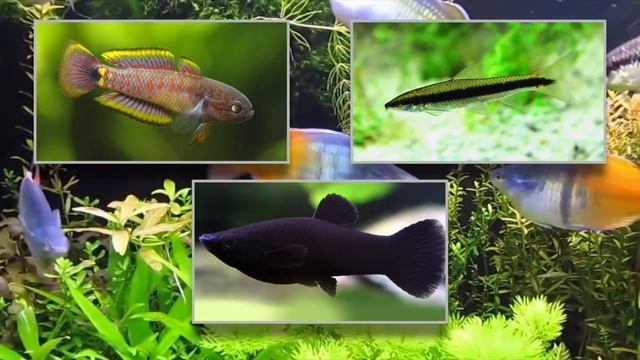 Melanotaenia Boesemani ✔ смотреть онлайн