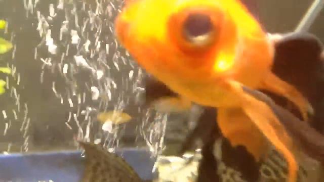 Acquario 86 pesce rosso testone смотреть онлайн