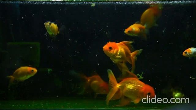 Meditation | Relaxing #relaxing #4kaquariumvideoultrahd #coralreef #meditationmusic #fishaquarium