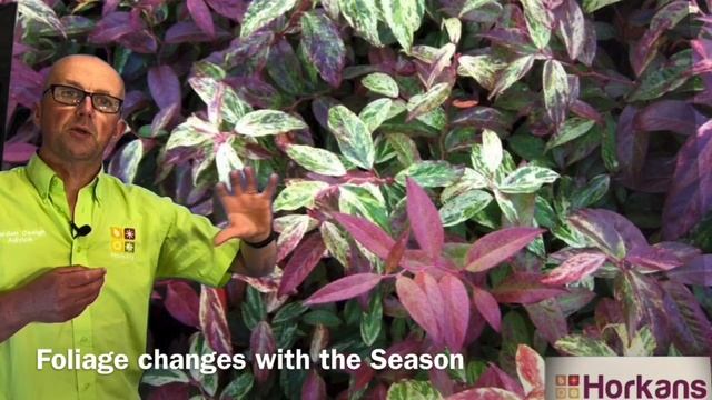 Leucothoe Rainbow