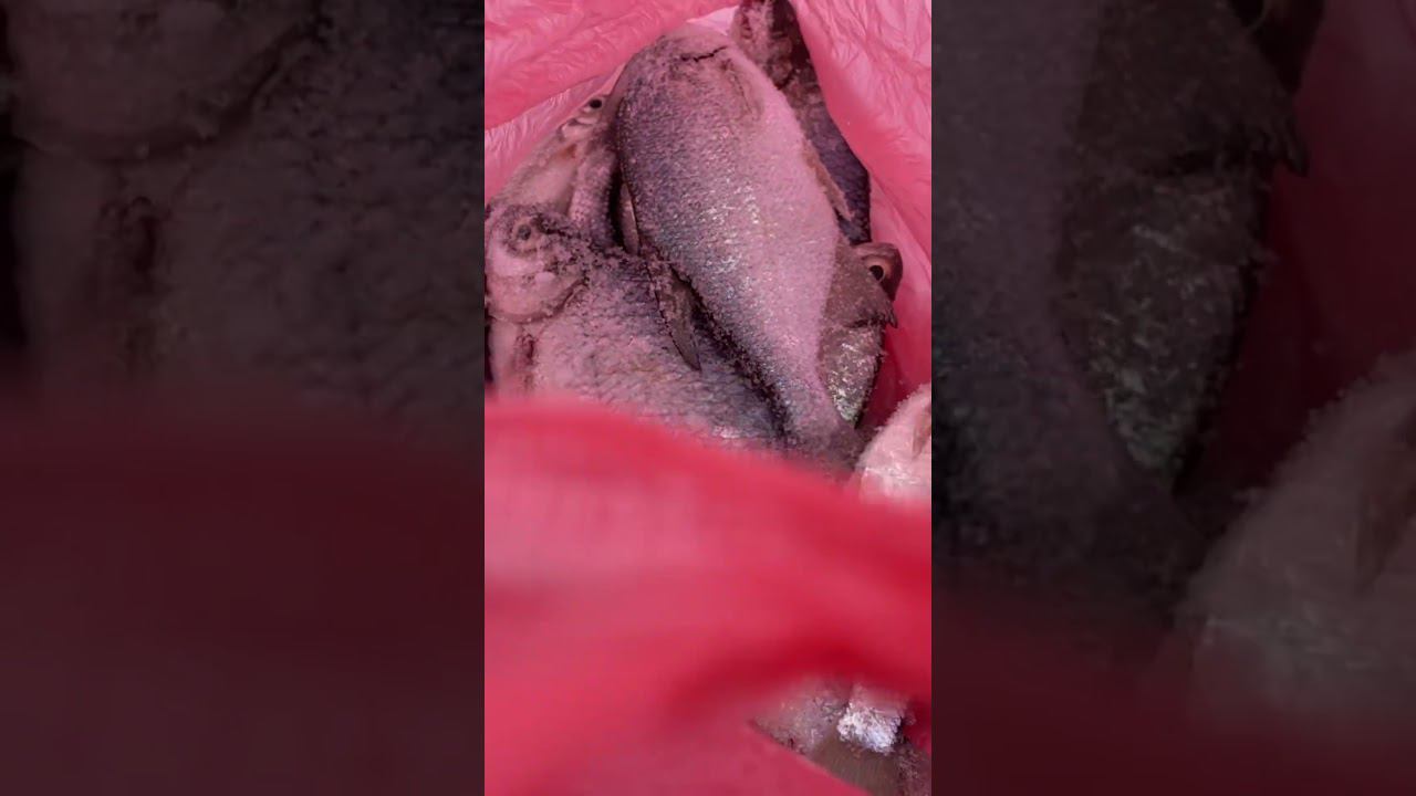 Вроде хороший улов #зимняяудочка #первыйлёд #рыбалкакстово #плотва #лещ #густера смотреть онлайн