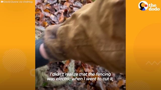 Dad Rushes To Save This Tangled Deer's Life | The Dodo смотреть онлайн