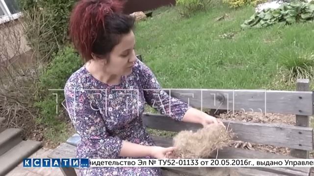 Синицы вывели птенцов в почтовом ящике - организована интернет-трансляция из ящика смотреть онлайн