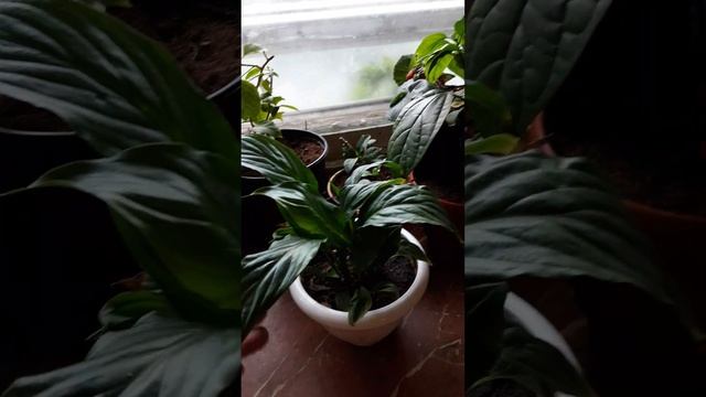 Как поливать Спацифилиум? смотреть онлайн