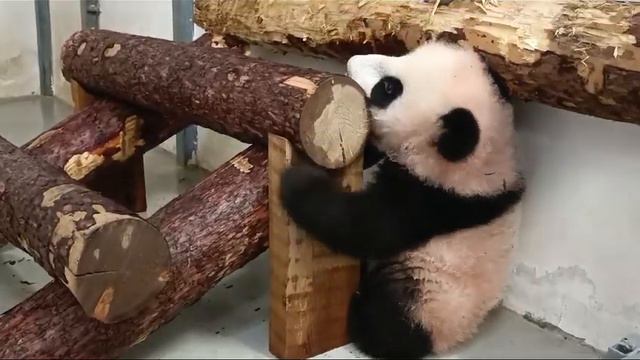 Осваиваю деревья, а Чë мне Московский Зоопарк👀🐼🤣🥰🔥👍baby Panda Moscow zoo👀🐼🤣🥰🔥👍 смотреть онлайн