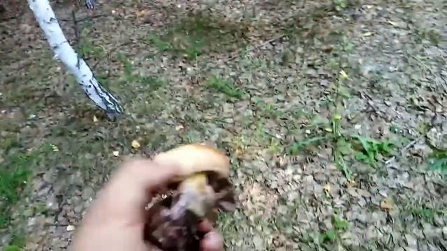 Грибы Коровники, собрали в этом году.