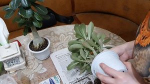 Адениумы// Пересадка моего годовалого сеянца/ Adenium transplant/