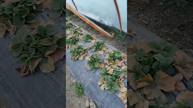 клубника клэри перед чисткой смотреть онлайн